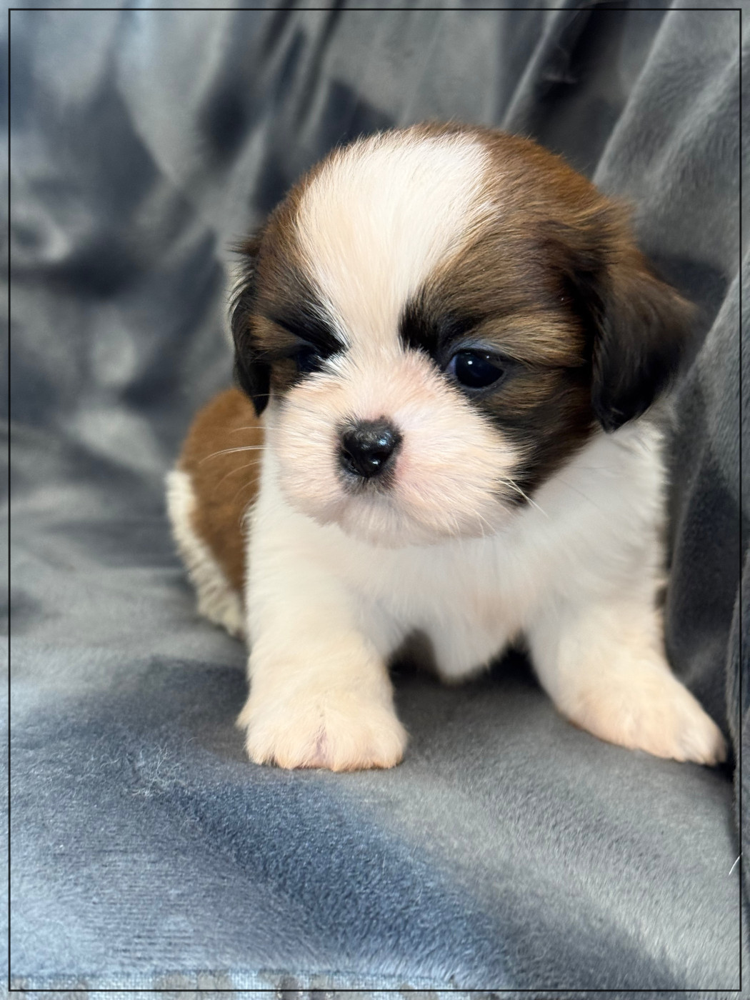 of Kieu Temple - Chiots disponibles - Shih Tzu