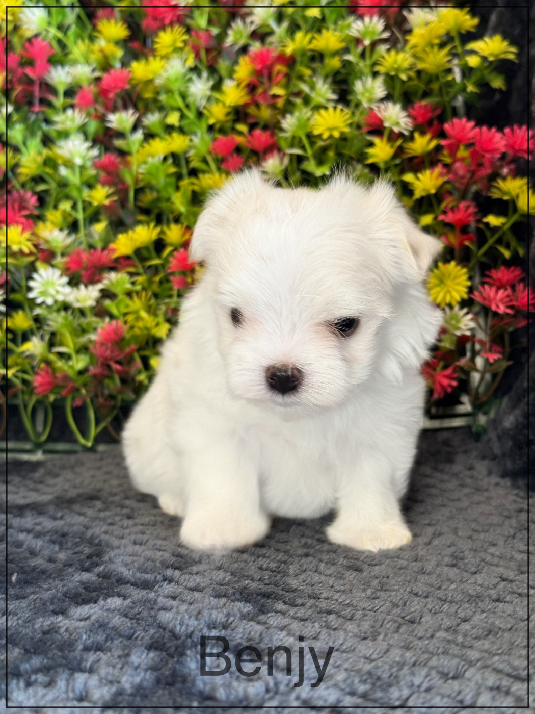 of Kieu Temple - Chiots disponibles - Bichon maltais