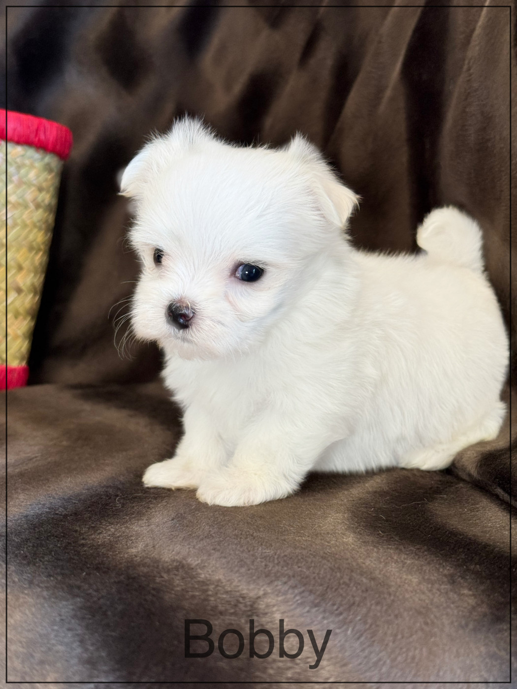 of Kieu Temple - Chiots disponibles - Bichon maltais