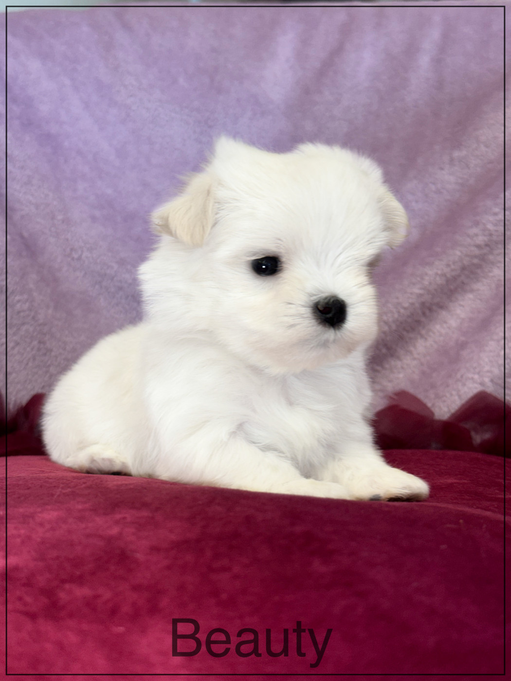 of Kieu Temple - Chiots disponibles - Bichon maltais