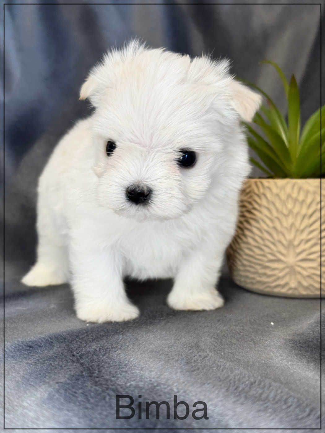 of Kieu Temple - Chiots disponibles - Bichon maltais