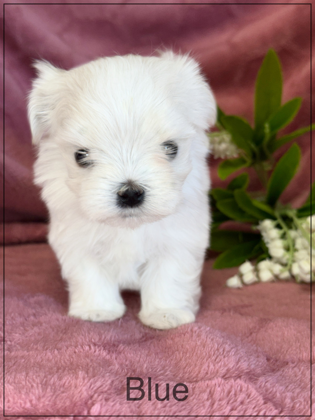 of Kieu Temple - Chiots disponibles - Bichon maltais