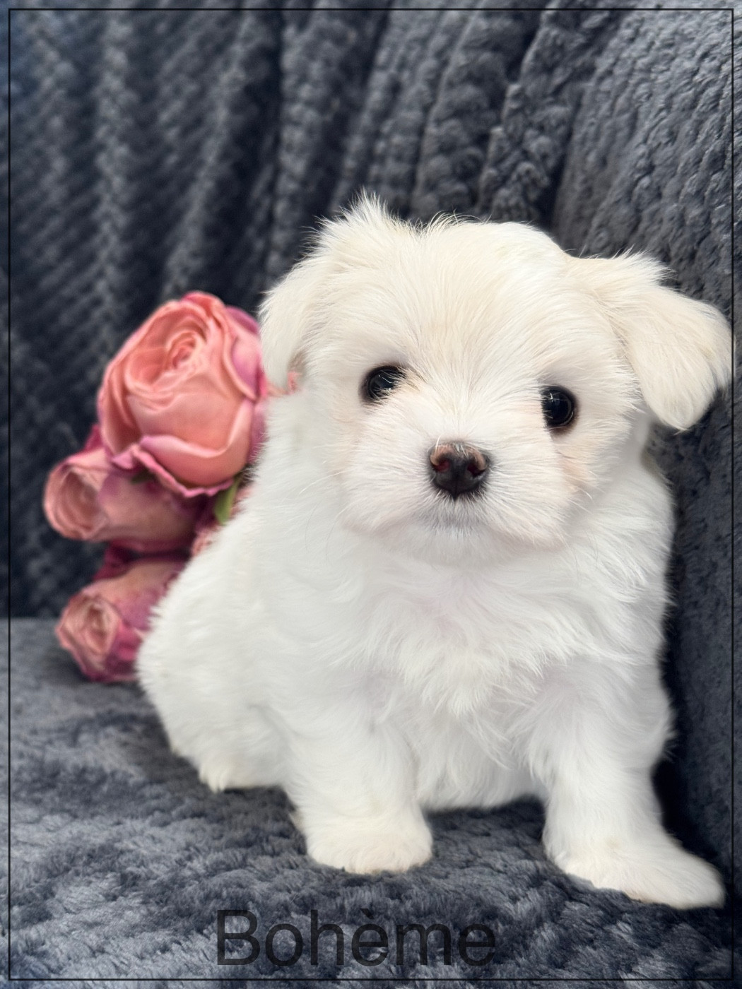 of Kieu Temple - Chiots disponibles - Bichon maltais