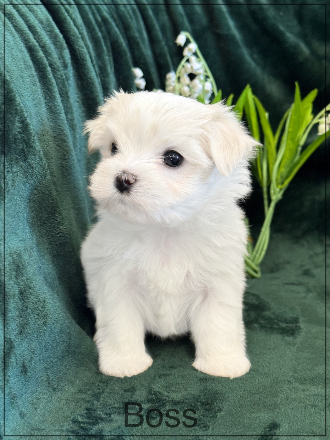 of Kieu Temple - Chiots disponibles - Bichon maltais