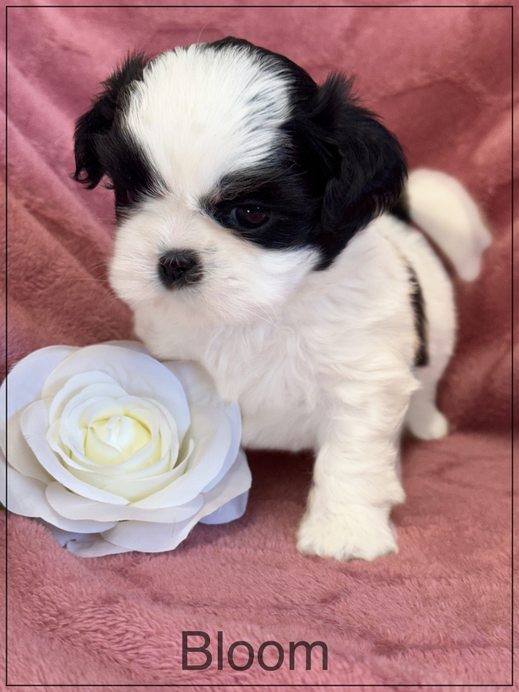 of Kieu Temple - Chiots disponibles - Shih Tzu