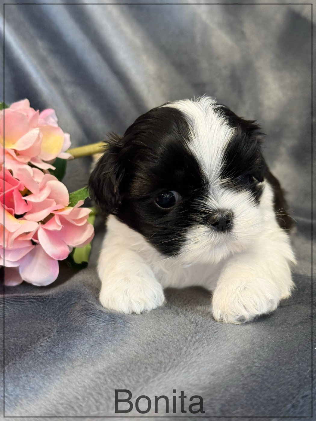 of Kieu Temple - Chiots disponibles - Shih Tzu