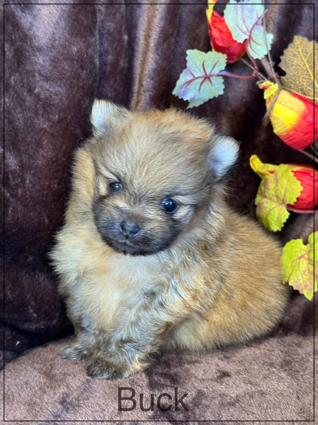 of Kieu Temple - Chiots disponibles - Spitz allemand