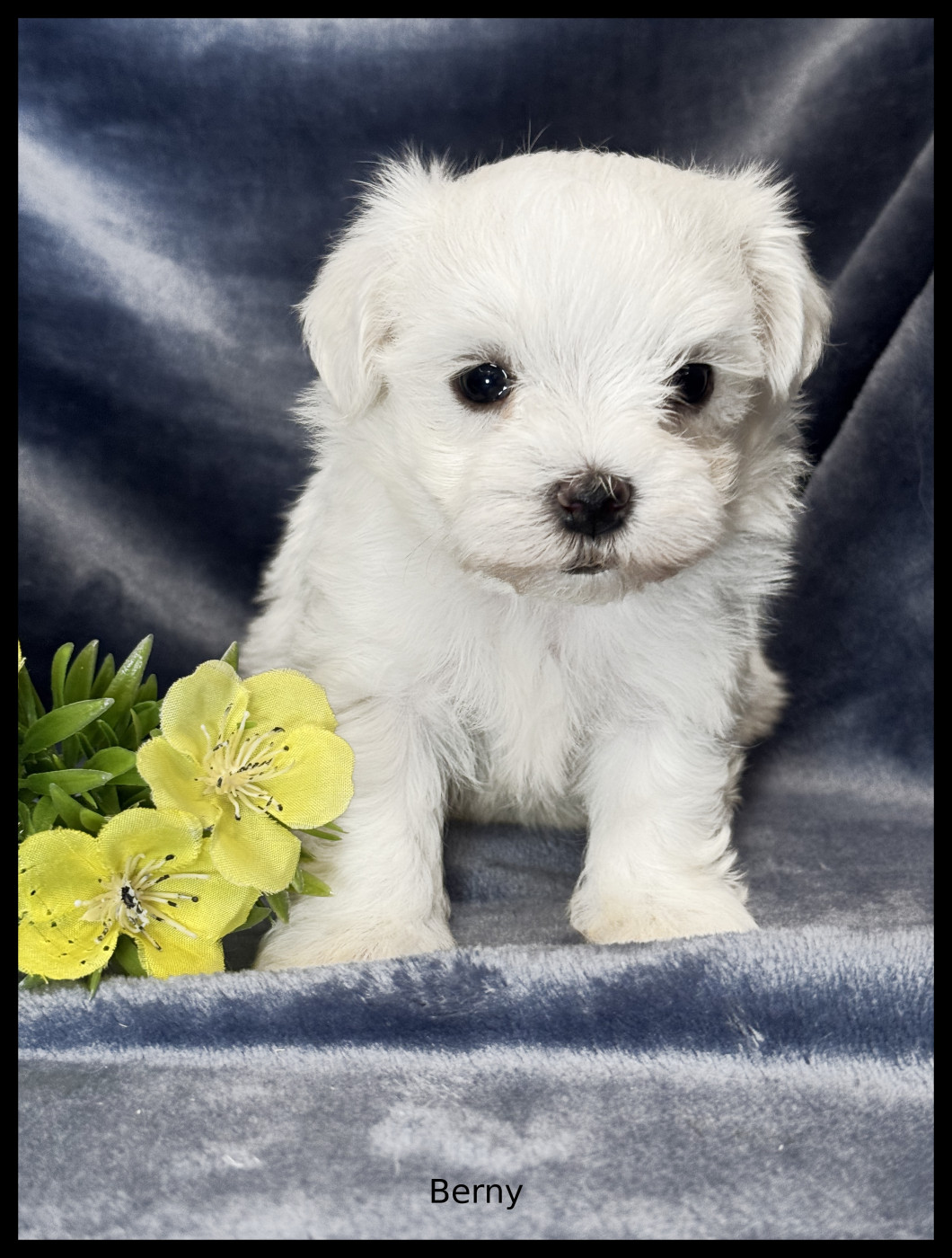 of Kieu Temple - Chiots disponibles - Bichon maltais