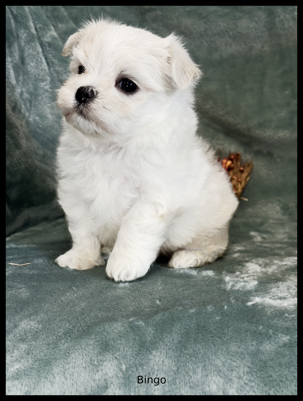 of Kieu Temple - Chiots disponibles - Bichon maltais