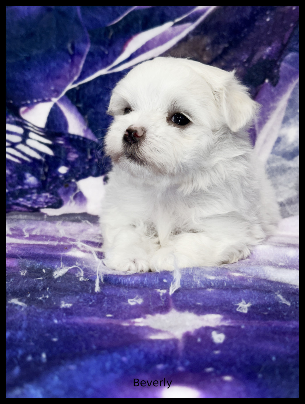 of Kieu Temple - Chiots disponibles - Bichon maltais