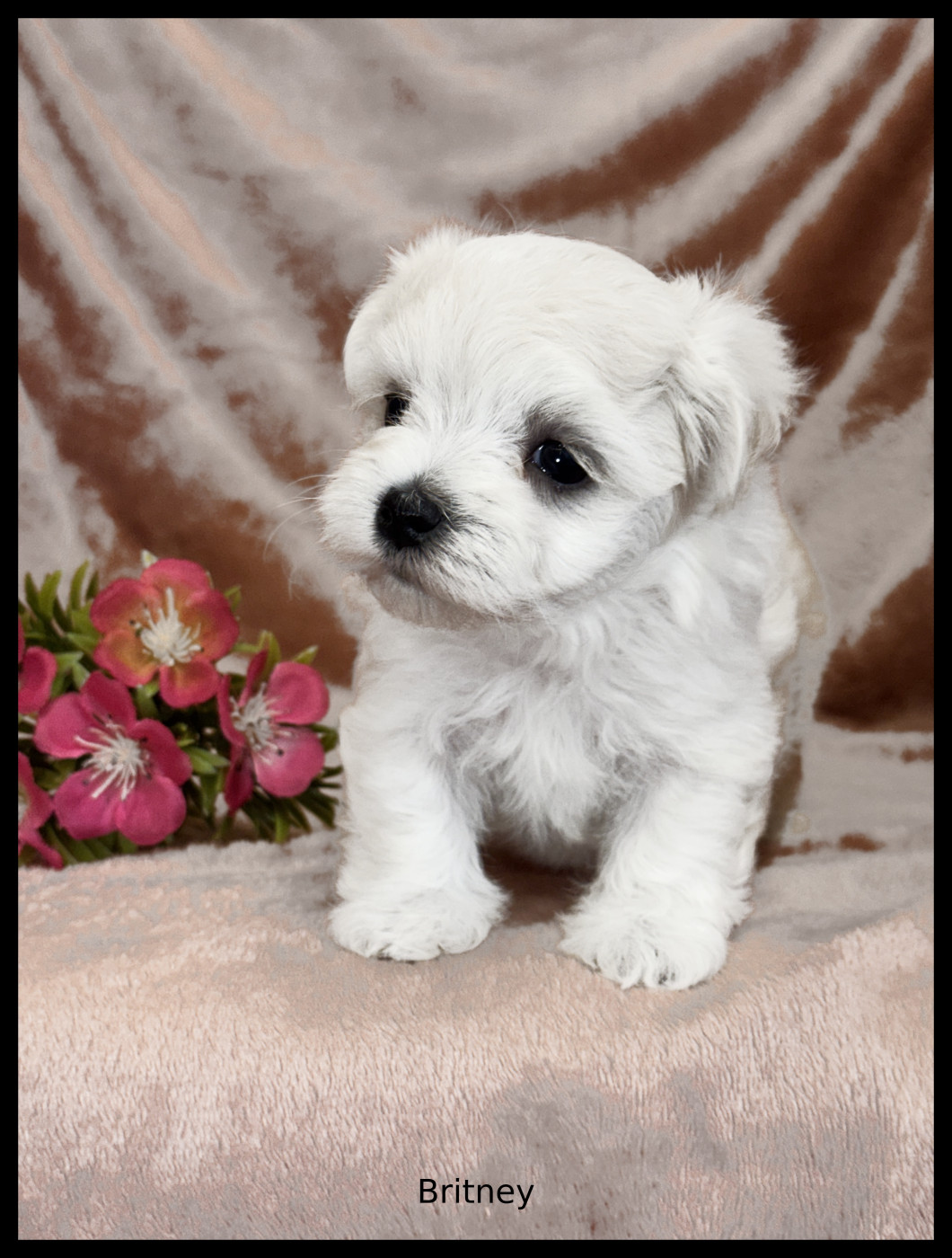 of Kieu Temple - Chiots disponibles - Bichon maltais