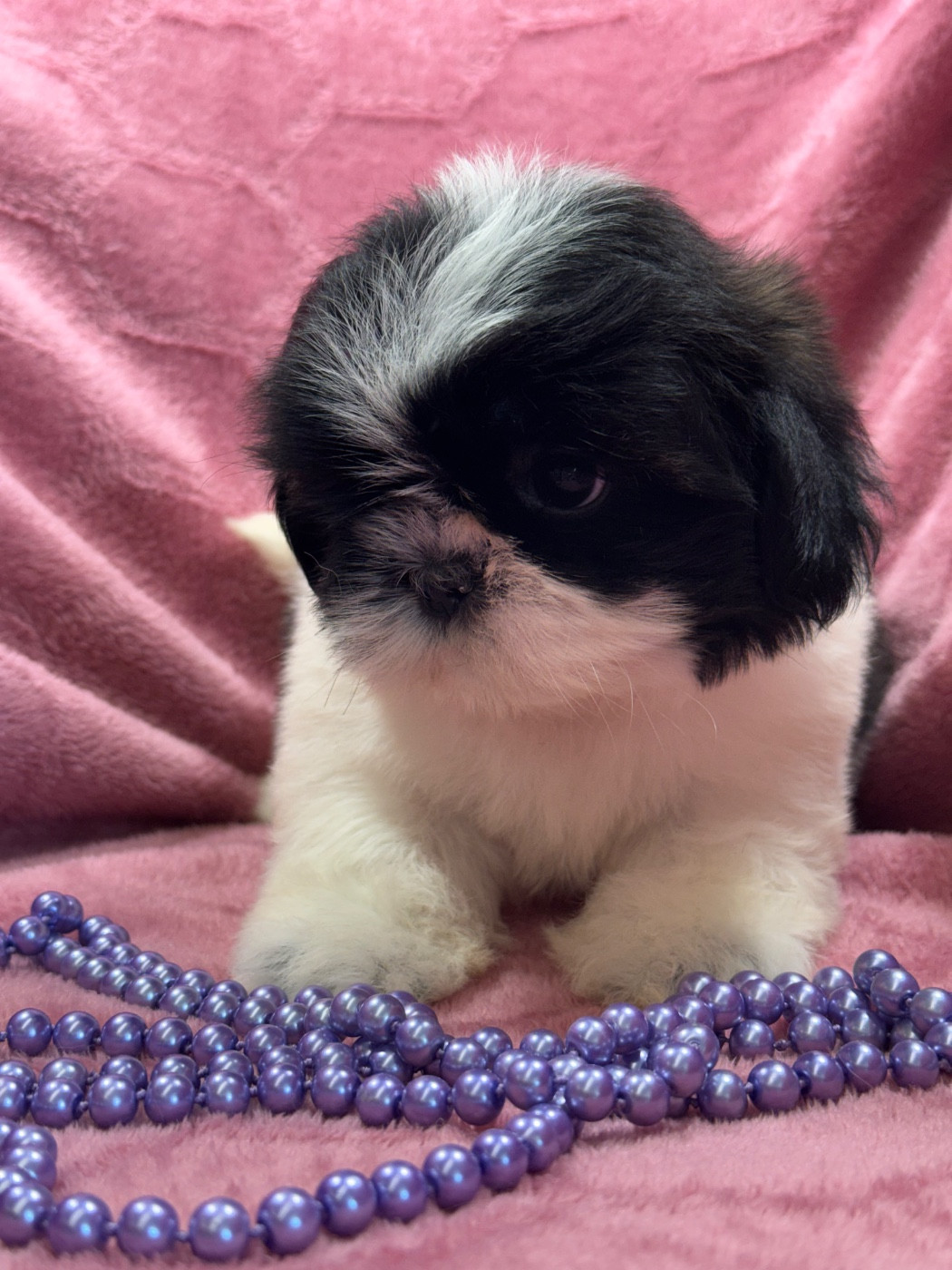 of Kieu Temple - Chiots disponibles - Shih Tzu