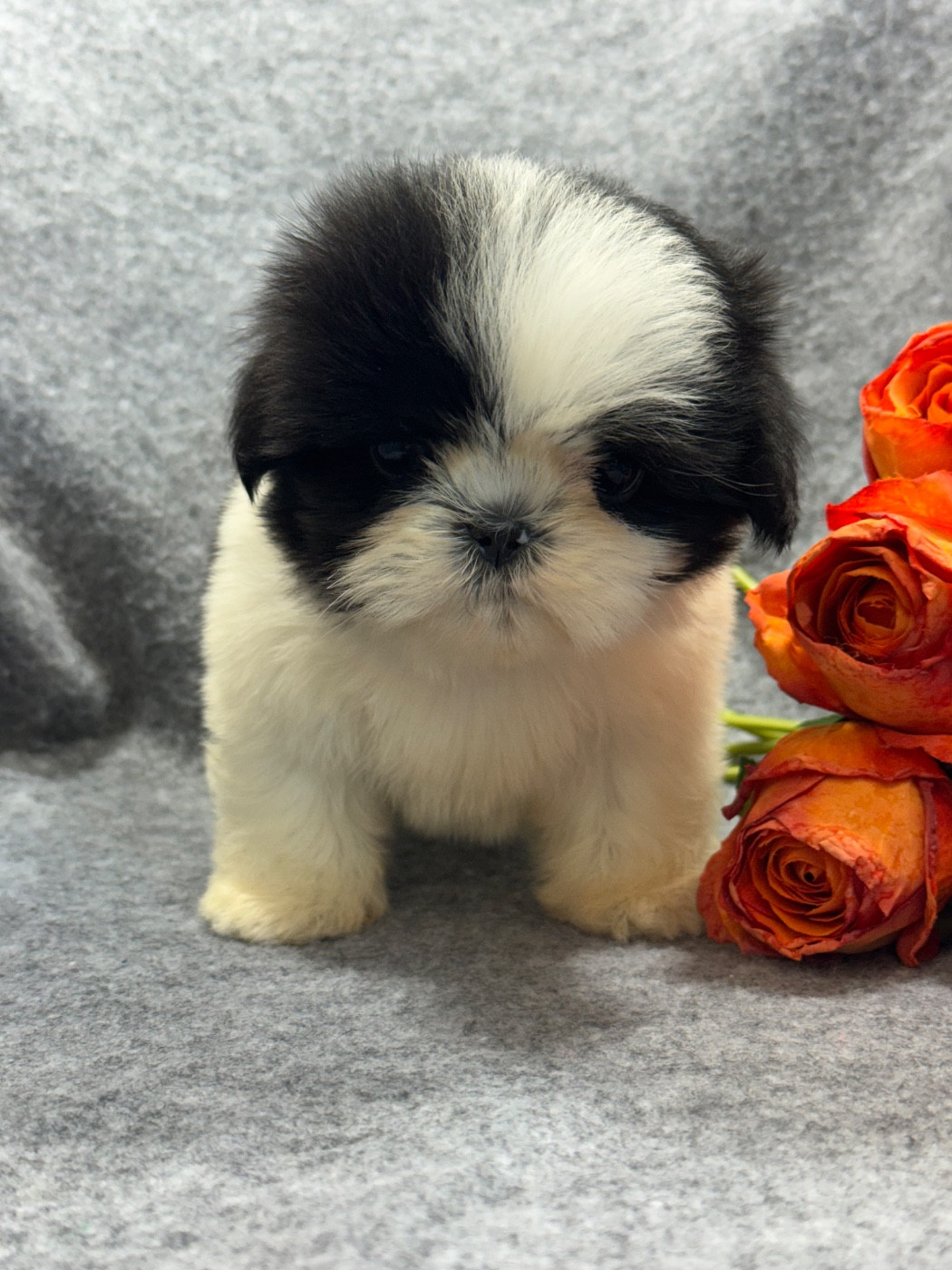 of Kieu Temple - Chiots disponibles - Shih Tzu