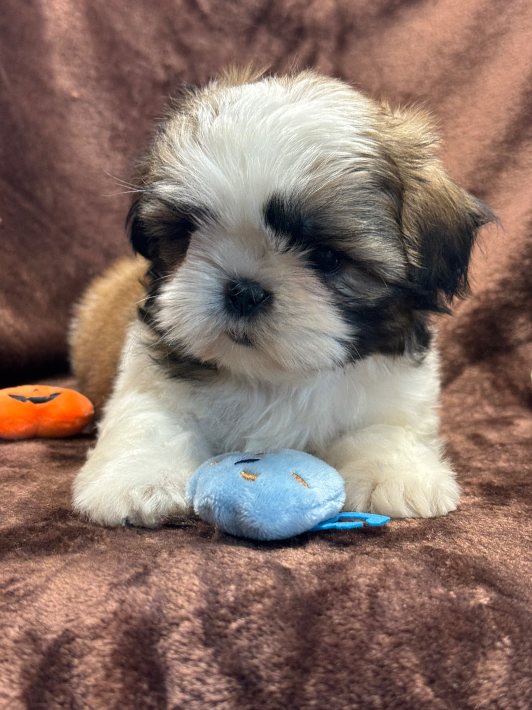 of Kieu Temple - Chiots disponibles - Shih Tzu