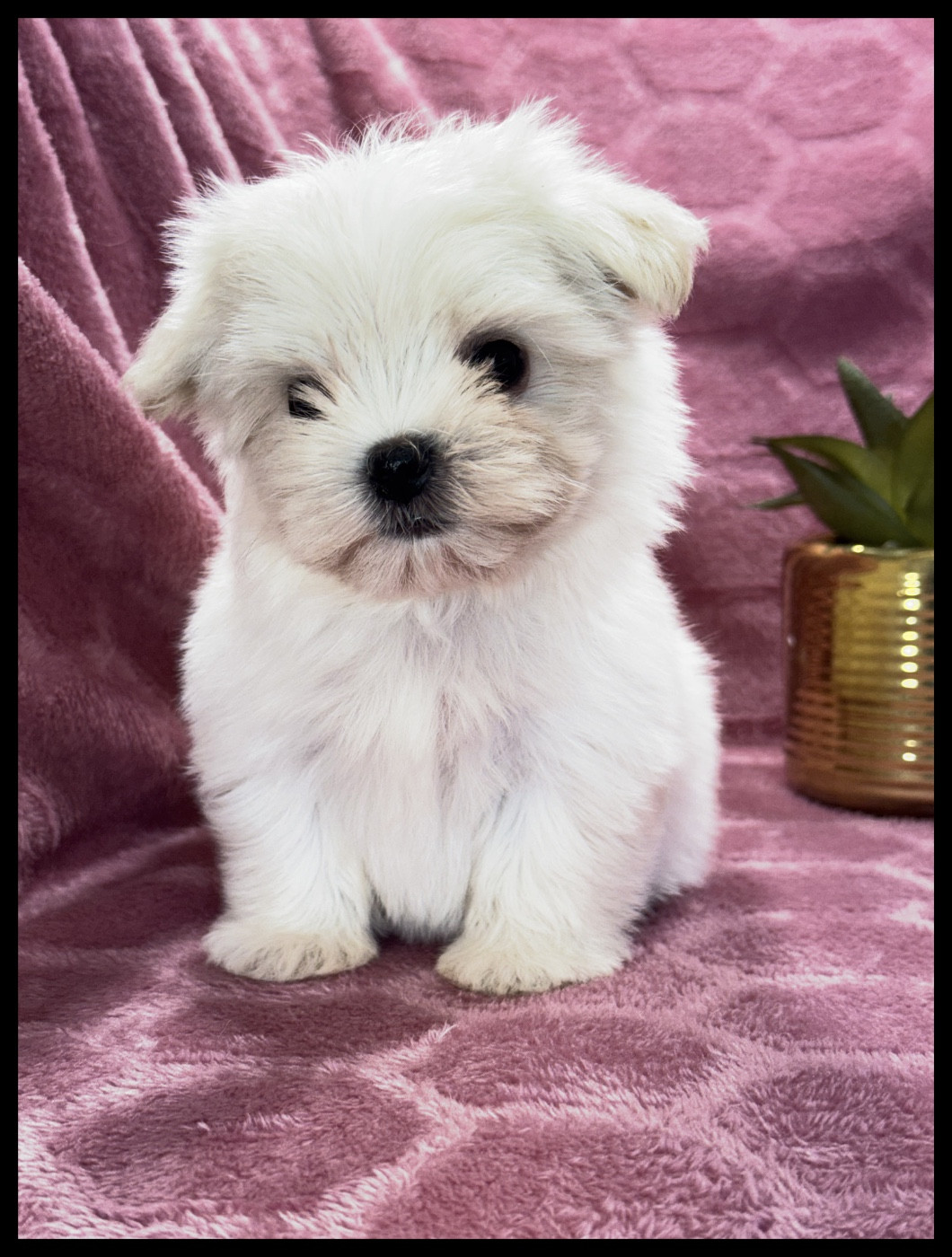 of Kieu Temple - Chiots disponibles - Bichon maltais
