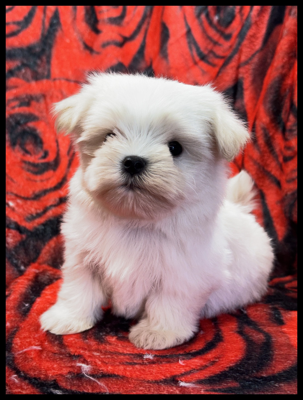 of Kieu Temple - Chiots disponibles - Bichon maltais