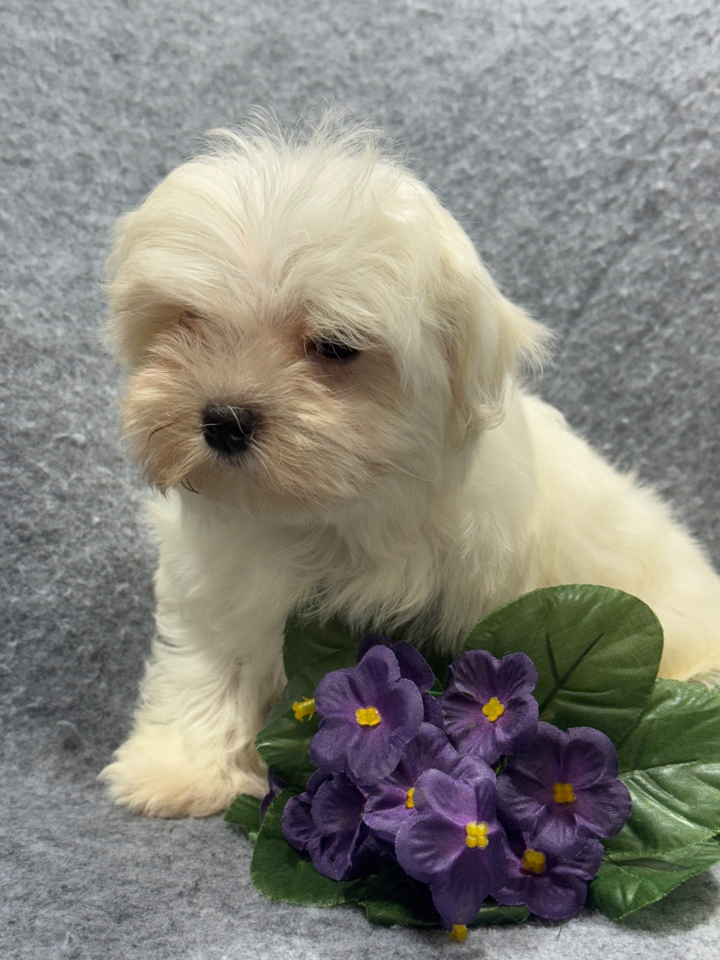 of Kieu Temple - Chiots disponibles - Bichon maltais