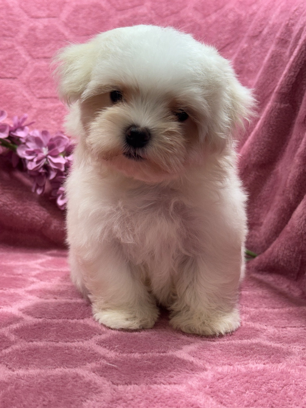 of Kieu Temple - Chiots disponibles - Bichon maltais