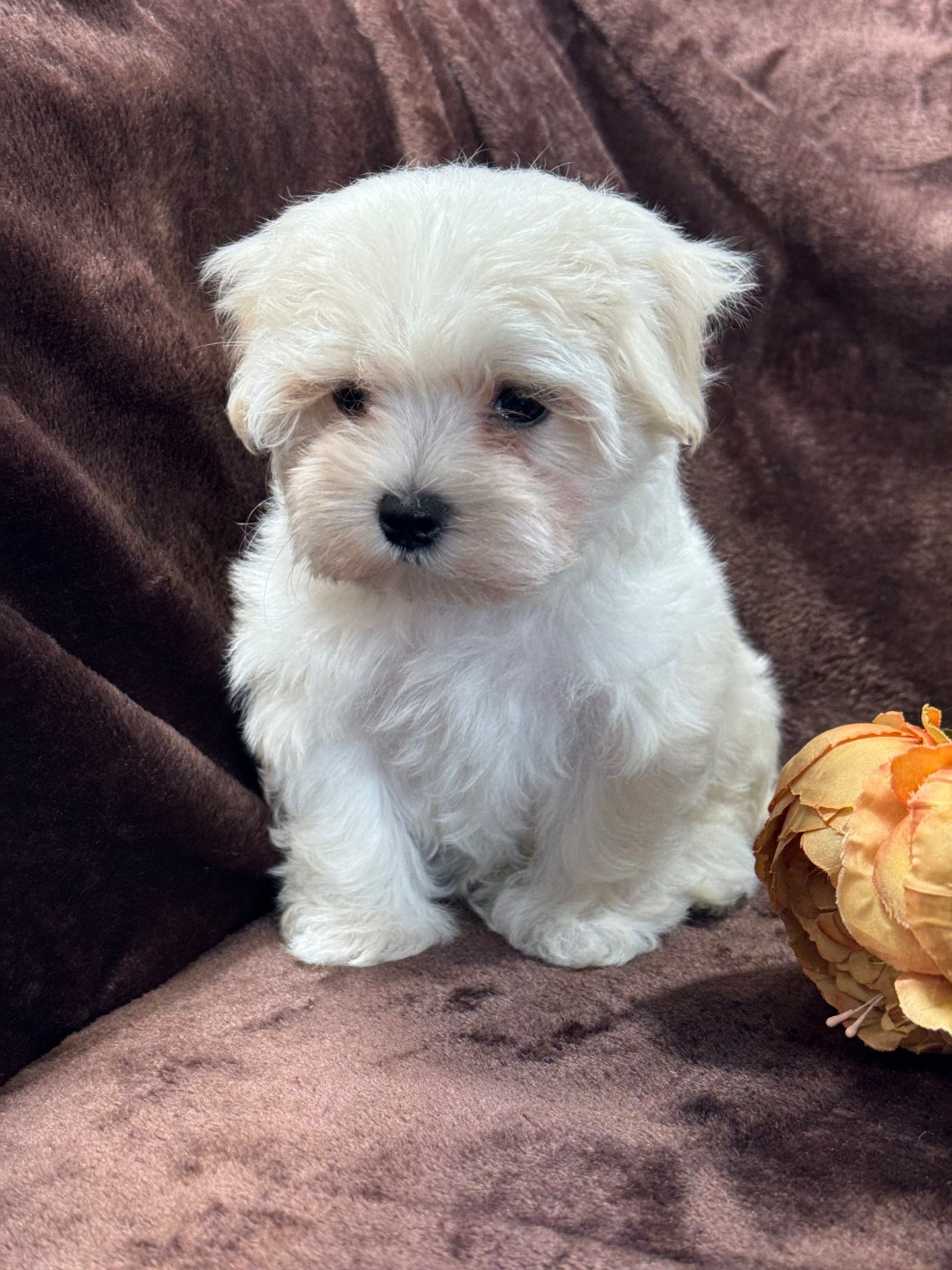 of Kieu Temple - Chiots disponibles - Bichon maltais