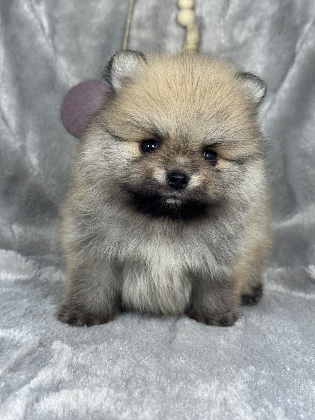 of Kieu Temple - Chiots disponibles - Spitz allemand