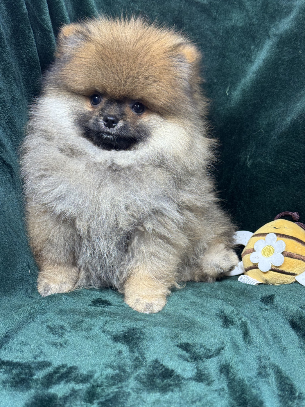 Chiot Spitz allemand of Kieu Temple