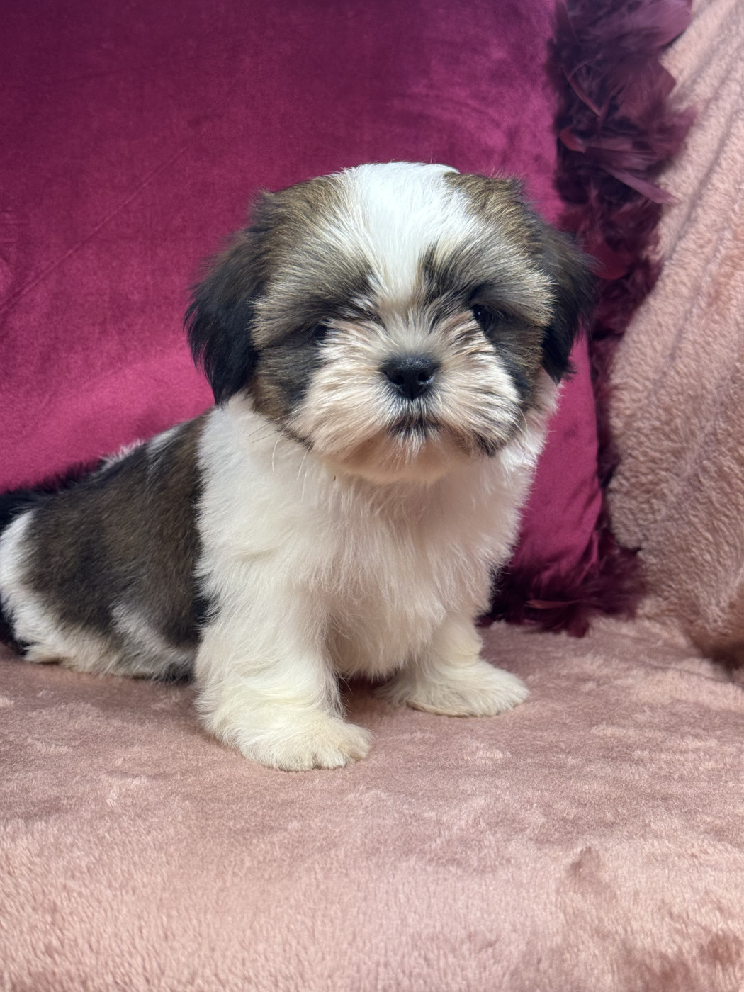 Chiot Shih Tzu of Kieu Temple