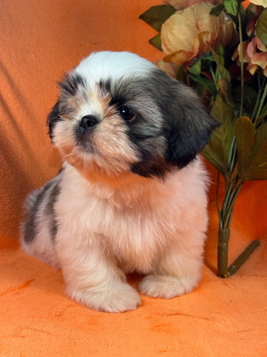 of Kieu Temple - Chiots disponibles - Shih Tzu