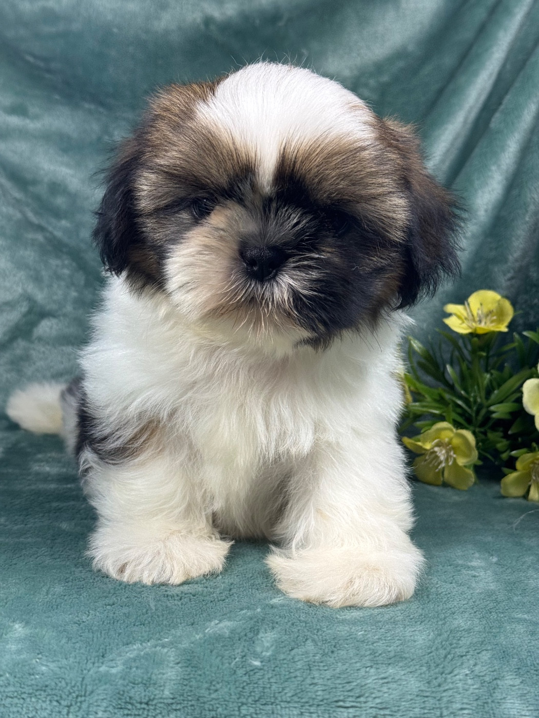 of Kieu Temple - Chiots disponibles - Shih Tzu