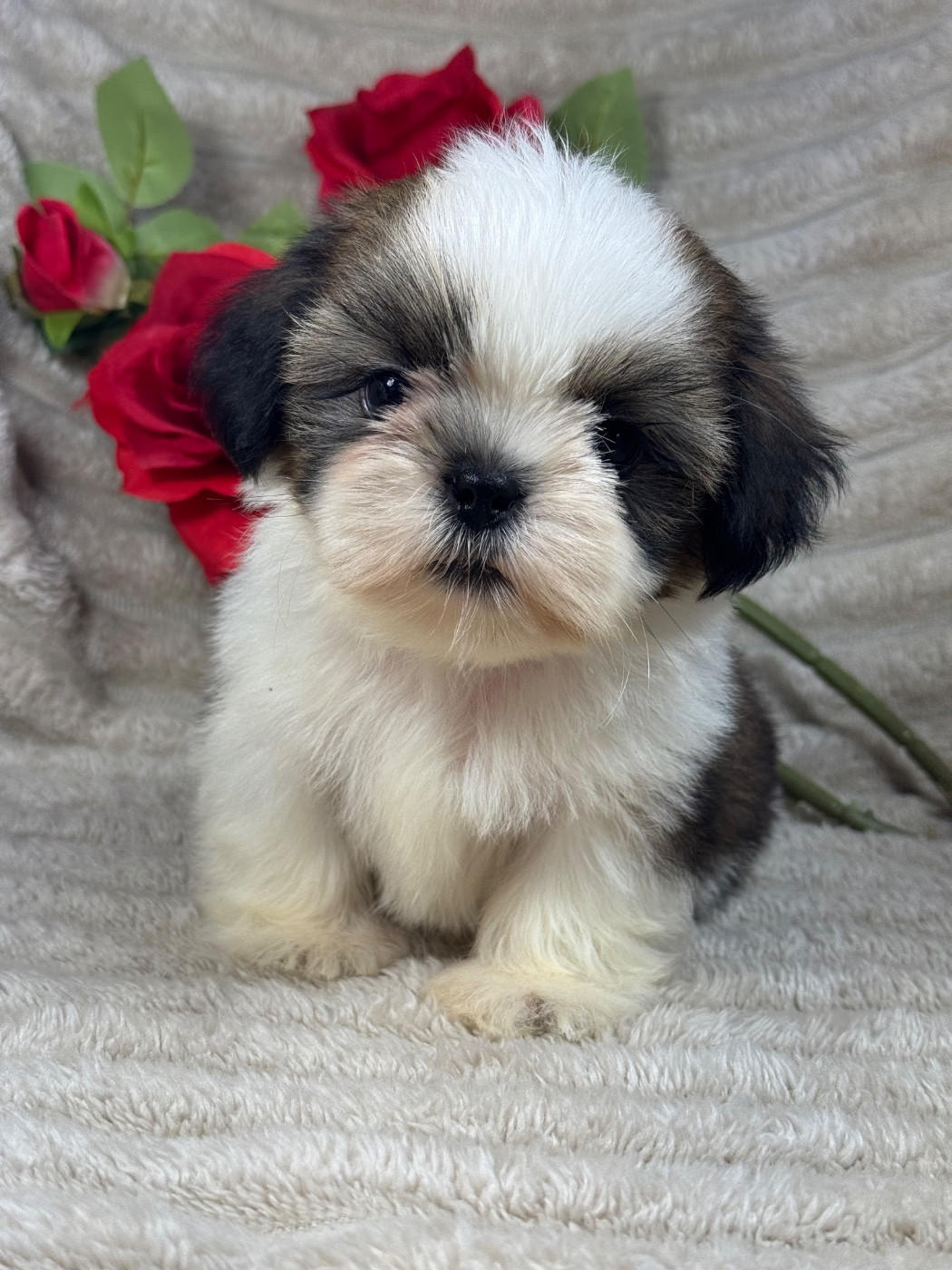 of Kieu Temple - Chiots disponibles - Shih Tzu