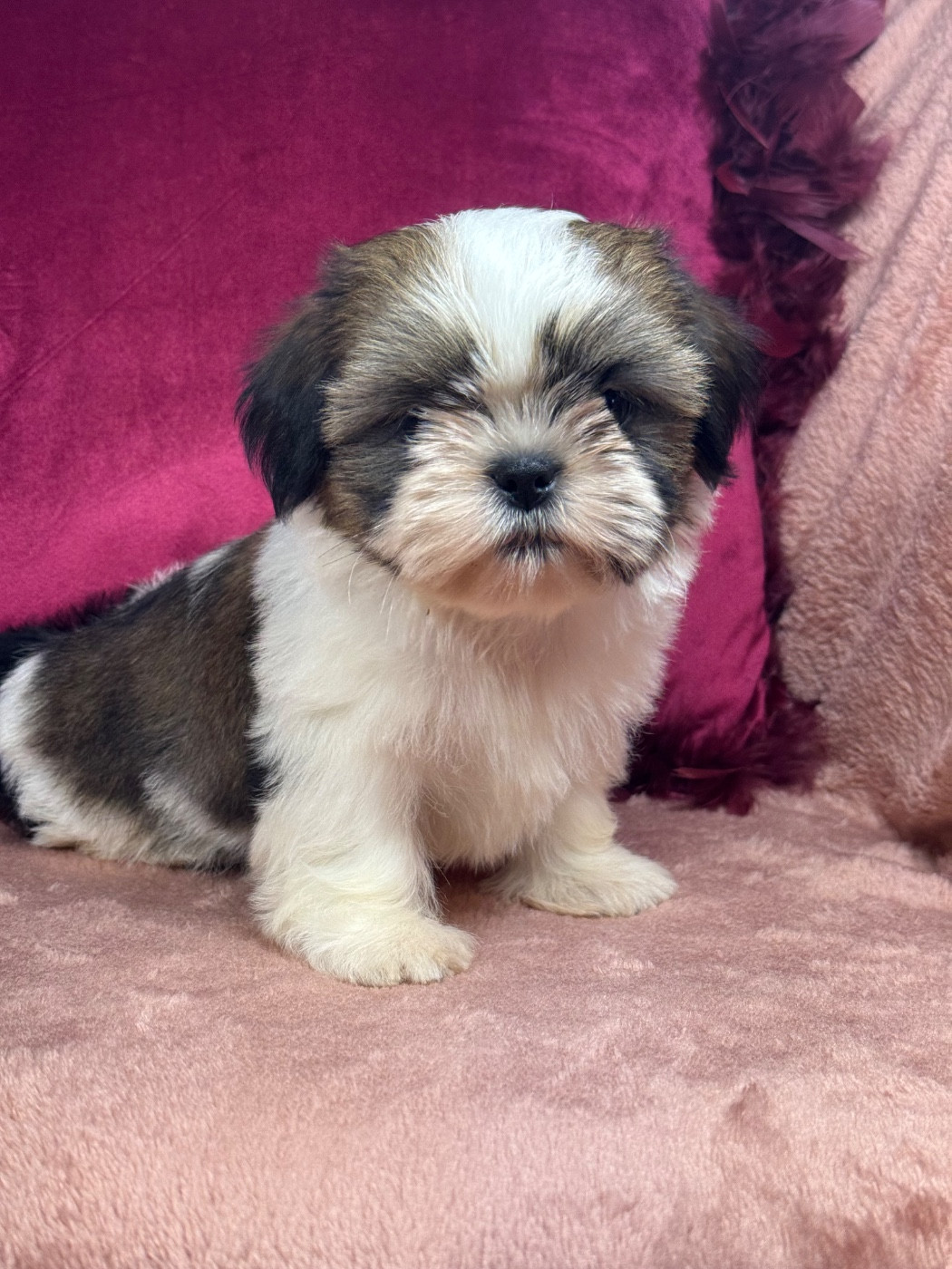 of Kieu Temple - Chiots disponibles - Shih Tzu