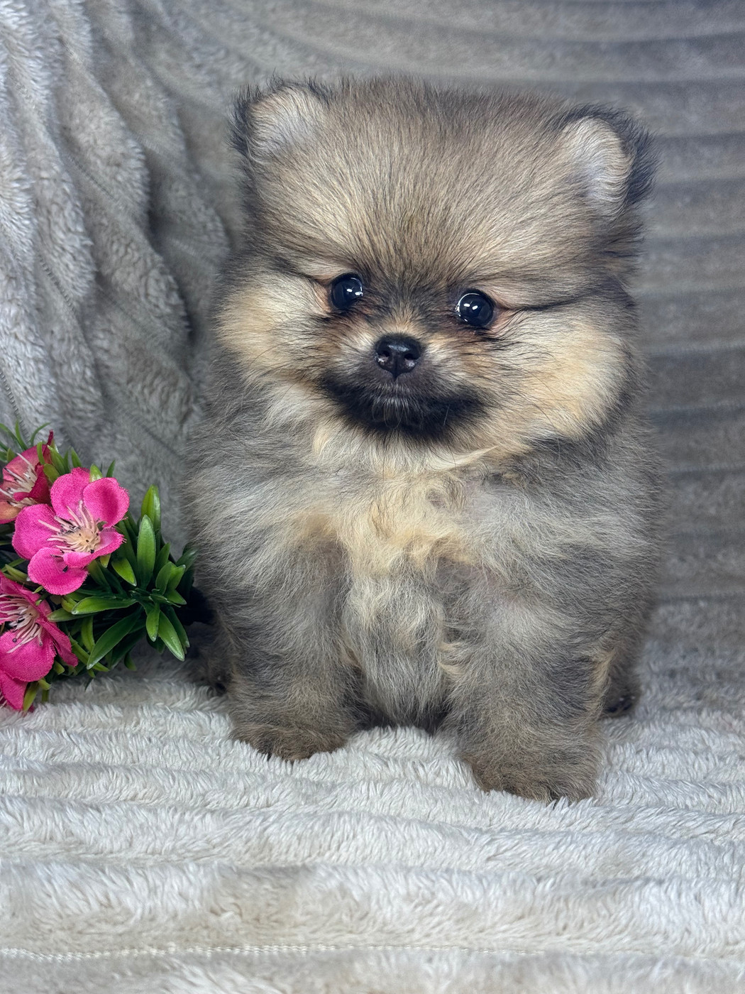 of Kieu Temple - Chiots disponibles - Spitz allemand