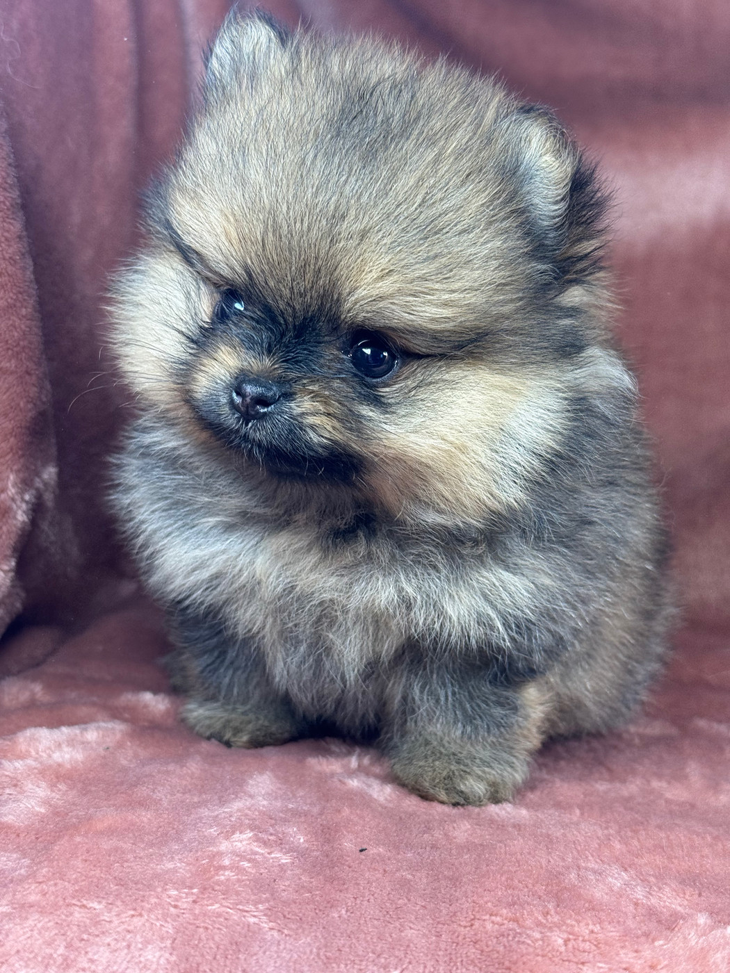 of Kieu Temple - Chiots disponibles - Spitz allemand