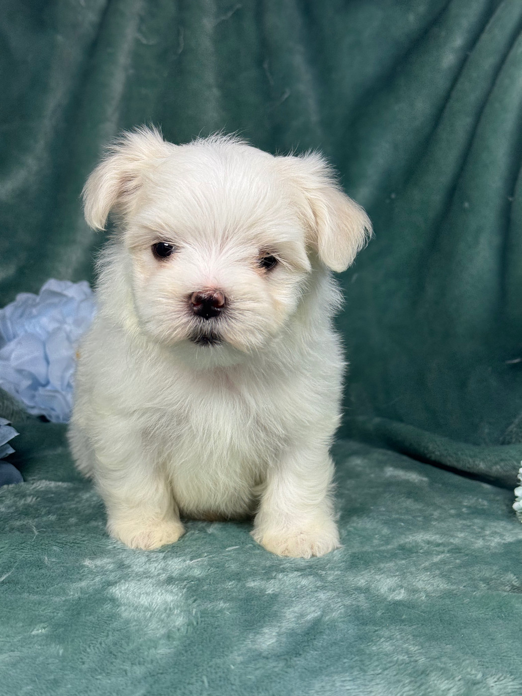 of Kieu Temple - Chiots disponibles - Bichon maltais