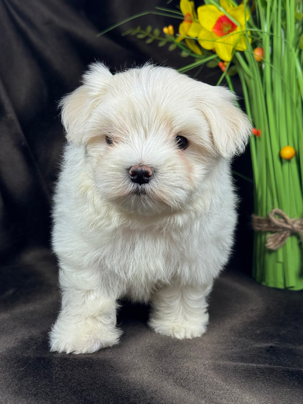 of Kieu Temple - Chiots disponibles - Bichon maltais
