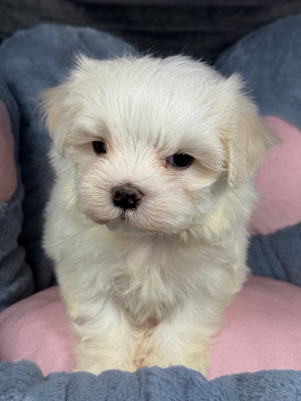 of Kieu Temple - Chiots disponibles - Bichon maltais