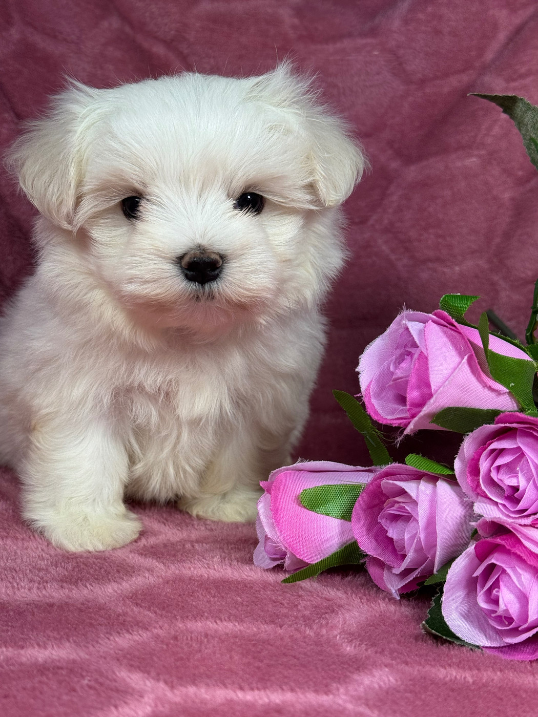 of Kieu Temple - Chiots disponibles - Bichon maltais