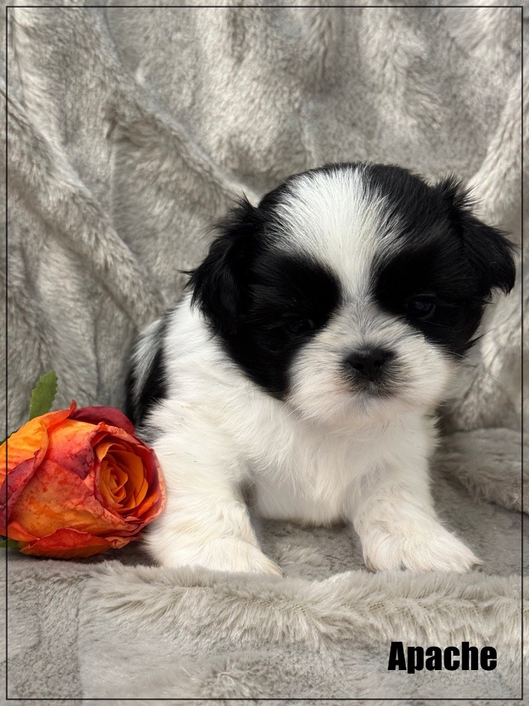 of Kieu Temple - Chiots disponibles - Shih Tzu