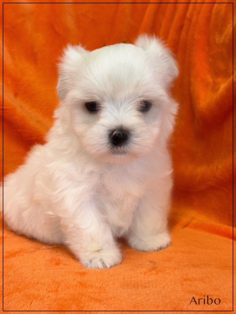 of Kieu Temple - Chiots disponibles - Bichon maltais