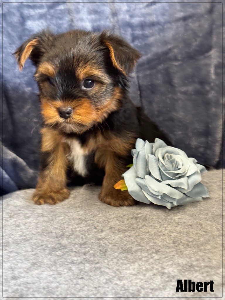 of Kieu Temple - Yorkshire Terrier - Portée née le 10/02/2025