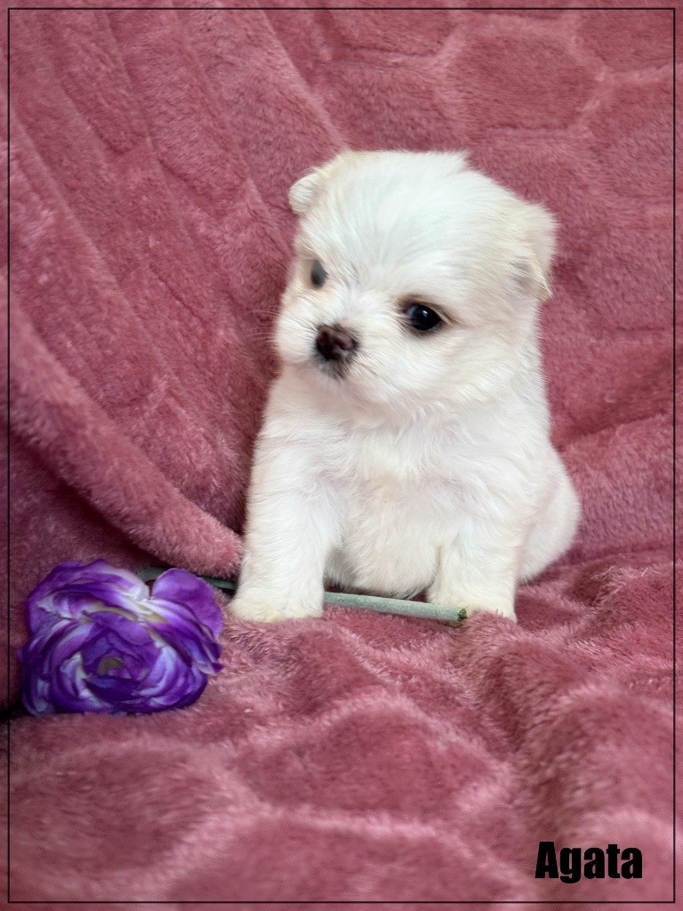 of Kieu Temple - Chiots disponibles - Bichon maltais