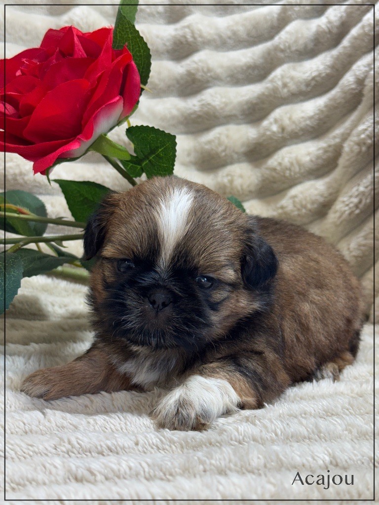 of Kieu Temple - Chiots disponibles - Shih Tzu