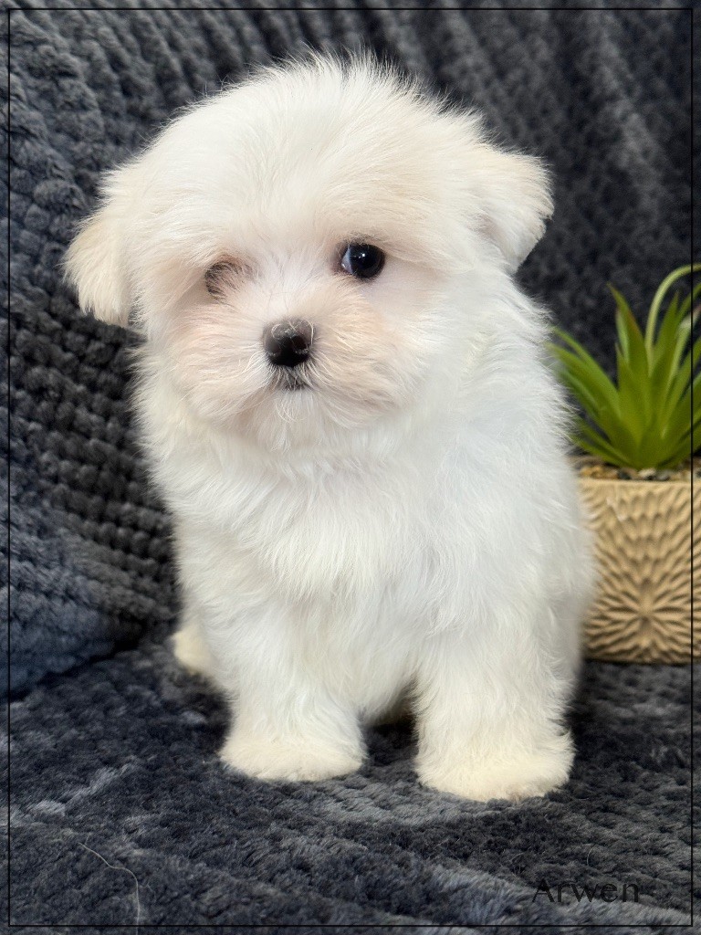 of Kieu Temple - Chiots disponibles - Bichon maltais