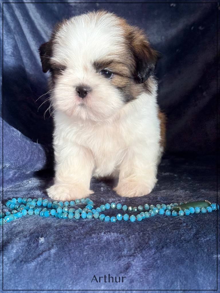 of Kieu Temple - Chiots disponibles - Shih Tzu