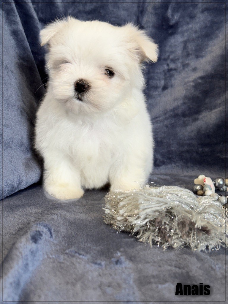 of Kieu Temple - Chiots disponibles - Bichon maltais