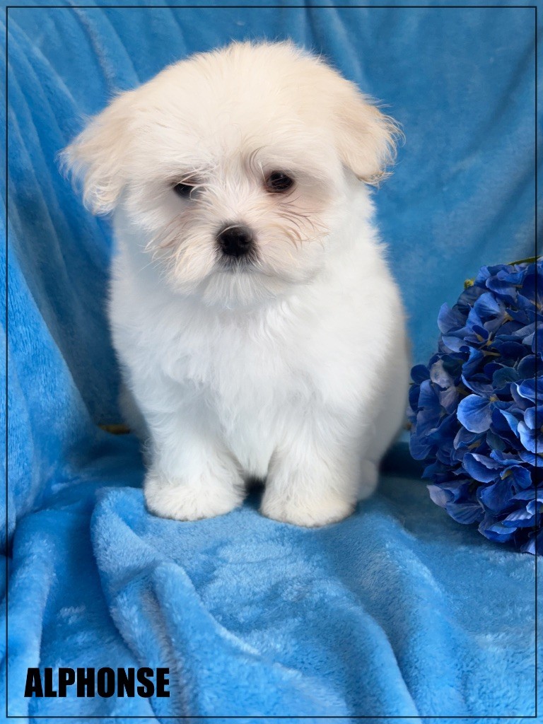 of Kieu Temple - Chiots disponibles - Bichon maltais