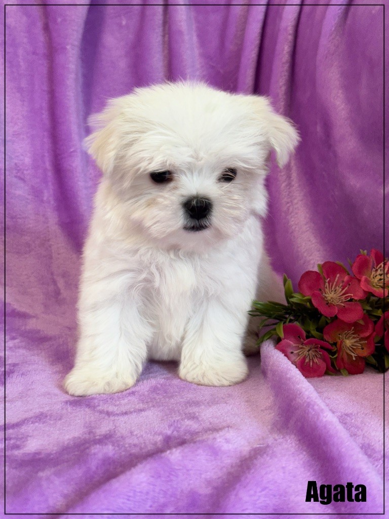 of Kieu Temple - Chiots disponibles - Bichon maltais