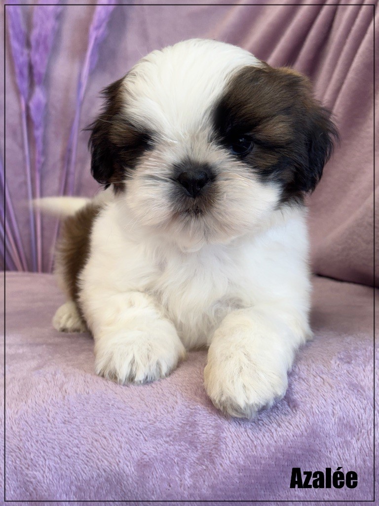of Kieu Temple - Chiots disponibles - Shih Tzu