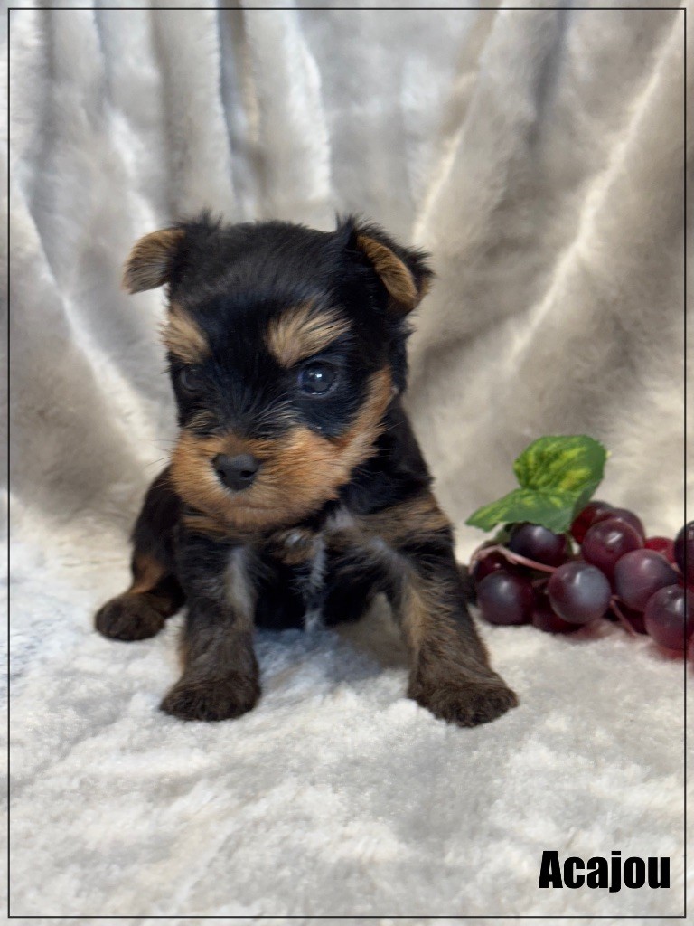 of Kieu Temple - Chiots disponibles - Yorkshire Terrier
