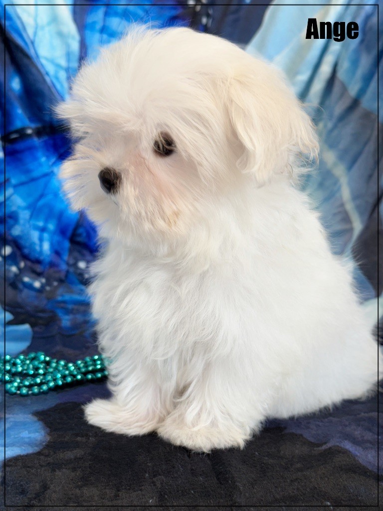 of Kieu Temple - Chiots disponibles - Bichon maltais