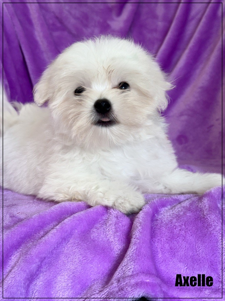 of Kieu Temple - Chiots disponibles - Bichon maltais